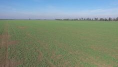 agroprognoza-29-10-05-11-2026-stud-valeji-seitba