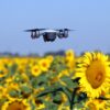 The drone is flying over the sunflower field technology and agriculture