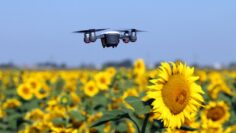 The drone is flying over the sunflower field technology and agriculture