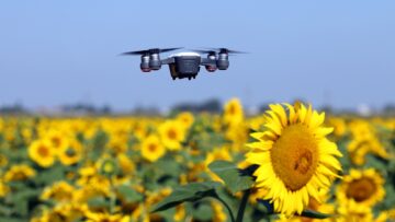 The drone is flying over the sunflower field technology and agriculture