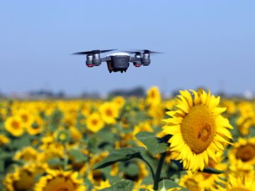 The drone is flying over the sunflower field technology and agriculture