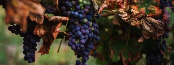 Close up. A ripe bunch of dark grapes hangs from a vine with yellowing autumn leaves. Autumn vineyard.