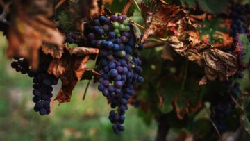 Close up. A ripe bunch of dark grapes hangs from a vine with yellowing autumn leaves. Autumn vineyard.