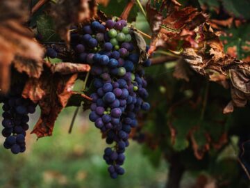 Close up. A ripe bunch of dark grapes hangs from a vine with yellowing autumn leaves. Autumn vineyard.
