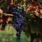 Close up. A ripe bunch of dark grapes hangs from a vine with yellowing autumn leaves. Autumn vineyard.