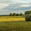 Hayfield