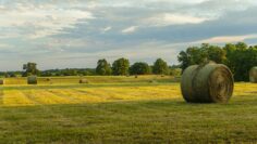 Hayfield