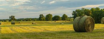 Hayfield