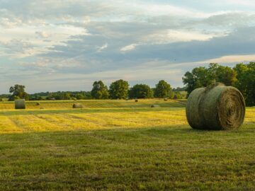 Hayfield