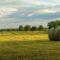 Hayfield