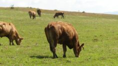 centralna-emisia-agro-tv-osp-cherno-more-elenski-but