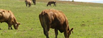 centralna-emisia-agro-tv-osp-cherno-more-elenski-but