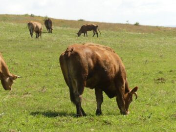 centralna-emisia-agro-tv-osp-cherno-more-elenski-but