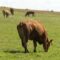 centralna-emisia-agro-tv-osp-cherno-more-elenski-but