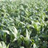 centralna-emisia-agro-tv-subsidii-uchilishtni-shemi