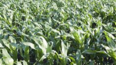 centralna-emisia-agro-tv-subsidii-uchilishtni-shemi