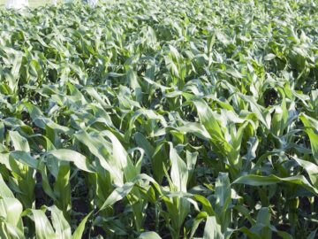 centralna-emisia-agro-tv-subsidii-uchilishtni-shemi