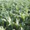 centralna-emisia-agro-tv-subsidii-uchilishtni-shemi