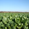 centralna-emisia-agro-tv-zarno-cherno-more-sharka-mig