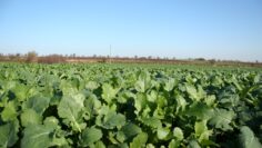centralna-emisia-agro-tv-zarno-cherno-more-sharka-mig
