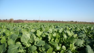 centralna-emisia-agro-tv-zarno-cherno-more-sharka-mig