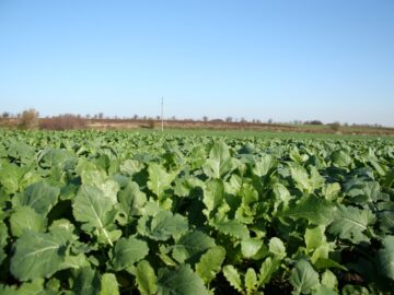 centralna-emisia-agro-tv-zarno-cherno-more-sharka-mig