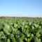 centralna-emisia-agro-tv-zarno-cherno-more-sharka-mig