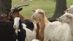 centralna-emisia-novini-agrotv-01-10-2026