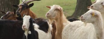 centralna-emisia-novini-agrotv-01-10-2026