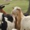 centralna-emisia-novini-agrotv-01-10-2026