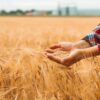 fao-svetovna-zarnena-rekolta-2026-pshenica-carevica