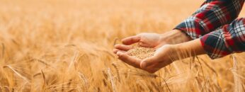 fao-svetovna-zarnena-rekolta-2026-pshenica-carevica