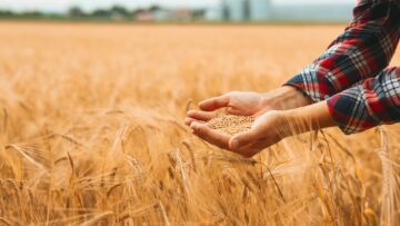 fao-svetovna-zarnena-rekolta-2026-pshenica-carevica