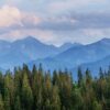 Pine tree forest