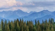 Pine tree forest