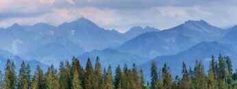 Pine tree forest