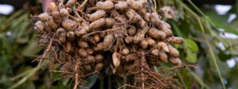 one bunch of peanuts with blurred background. Selective focus