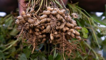 one bunch of peanuts with blurred background. Selective focus