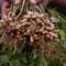 one bunch of peanuts with blurred background. Selective focus