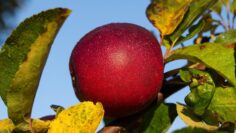 fruit-3212724_1280