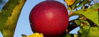 fruit-3212724_1280