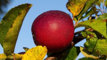 fruit-3212724_1280