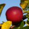 fruit-3212724_1280