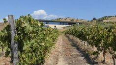 loze-napoiavane-agrotv