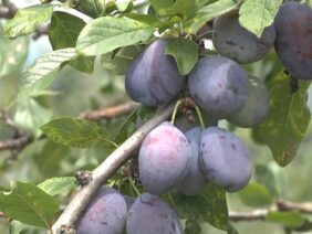 rekolta-ovoshtni-pazar