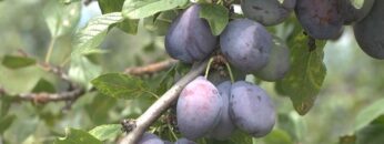 rekolta-ovoshtni-pazar