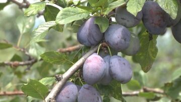 rekolta-ovoshtni-pazar