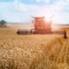 Combine harvester harvesting wheat on sunny summer day. Harvest time. Agricultural sector