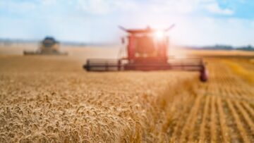 Combine harvester harvesting wheat on sunny summer day. Harvest time. Agricultural sector