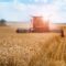 Combine harvester harvesting wheat on sunny summer day. Harvest time. Agricultural sector